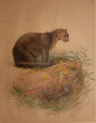 Yaguarundi Cat